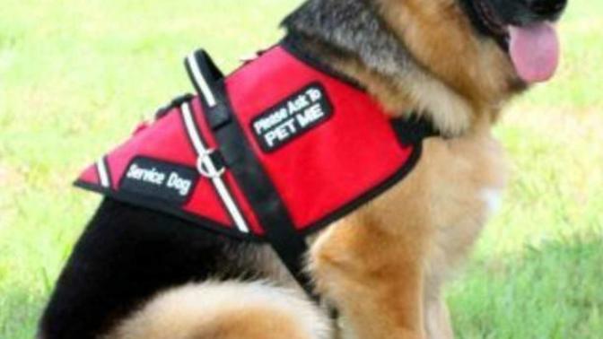 I am thinking about getting a Service Dog for my Mental Health and I wanna see some opinions. NOTE: I WILL NOT "USE" THE DOG TO MY OWN "ADVANTAGE"?