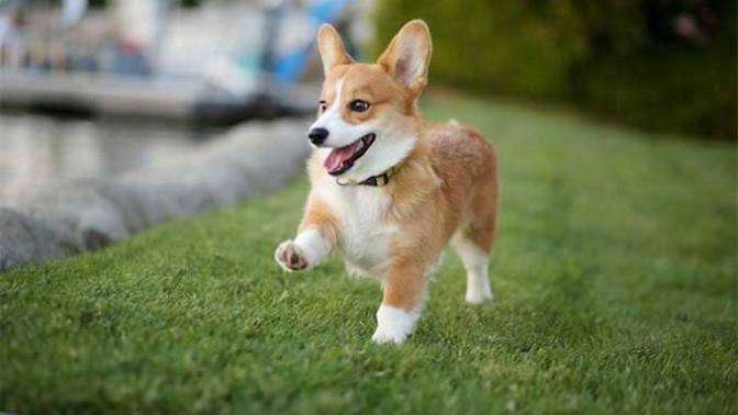 What Breed of Dog Do You Have (or Want to Have)?