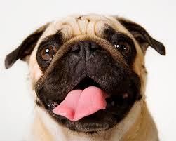 Do Pugs Deserve to go Extinct?