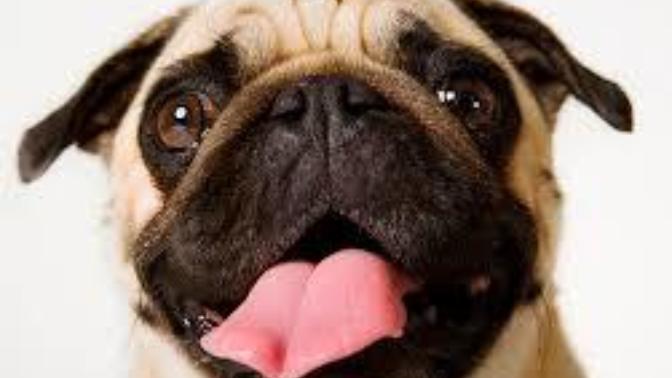 Do Pugs Deserve to go Extinct?