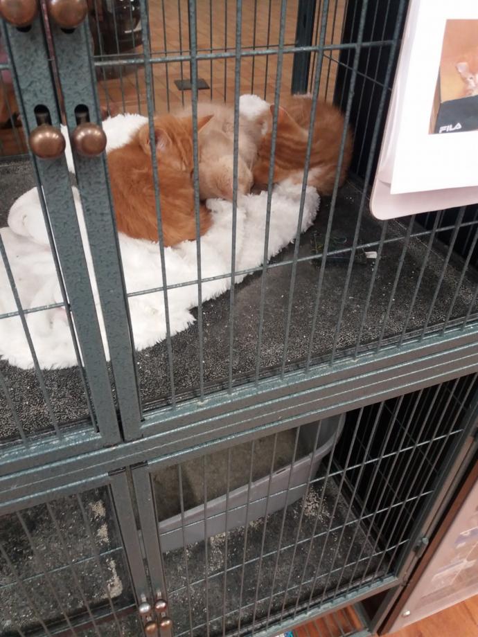 Should I adopt?