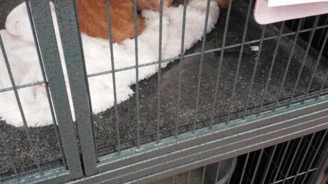 Should I adopt?