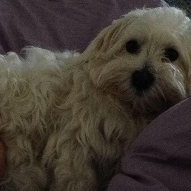 How kind of pet (s) do you own and how many?