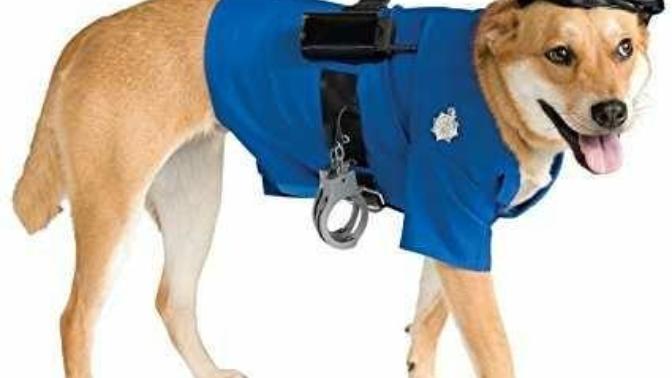 Costume ideas for halloween?