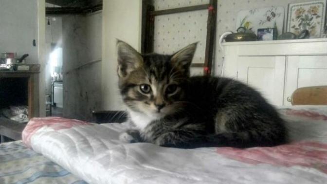 New addition to our household. Love him or love him?