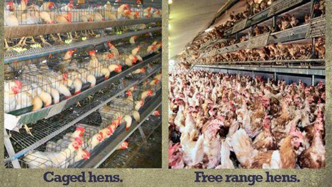 Cage vs. free-range eggs: Which do you buy & why?