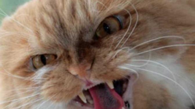 Is it okay to use self-defense against an animal trying to attack you?