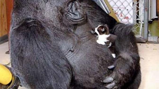 Koko the gorilla dead at 46. Thoughts?