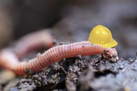 Which insect do you hate the most?