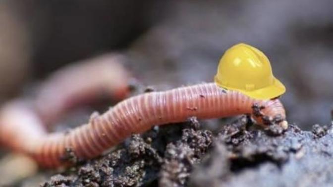Which insect do you hate the most?
