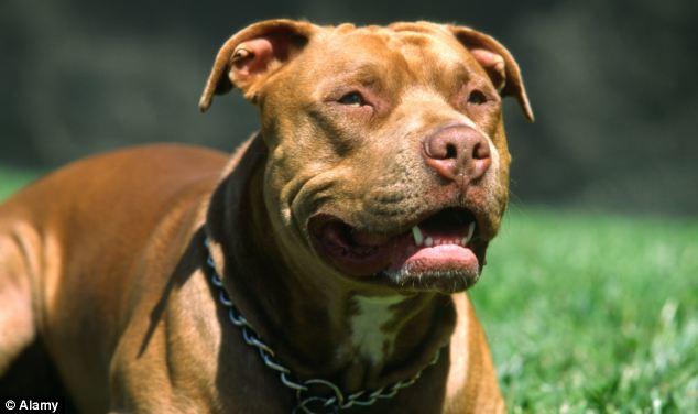 Do you think Pitbull dogs should be treated as wild animals (in the same class as Wolves, Bears, etc.)?
