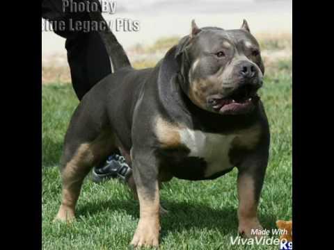 Do you think Pitbull dogs should be treated as wild animals (in the same class as Wolves, Bears, etc.)?