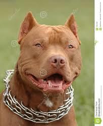 Do you think Pitbull dogs should be treated as wild animals (in the same class as Wolves, Bears, etc.)?