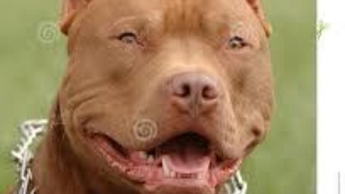 Do you think Pitbull dogs should be treated as wild animals (in the same class as Wolves, Bears, etc.)?