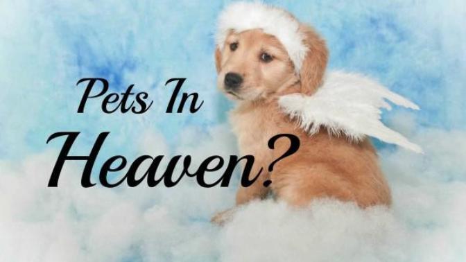 If there is a Heaven, do animals go to the same one as ours?