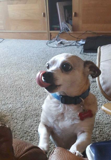 Romeo's been looking for a motherly figure in his life is he cute enough for success?