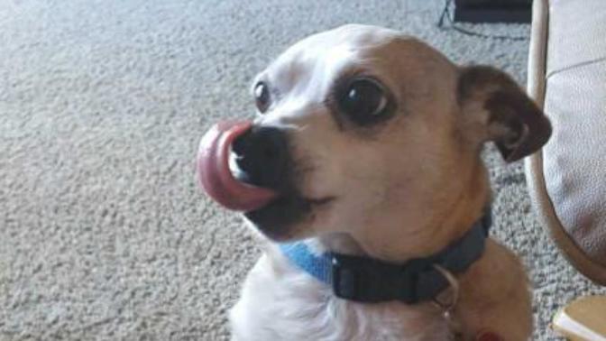 Romeo's been looking for a motherly figure in his life is he cute enough for success?