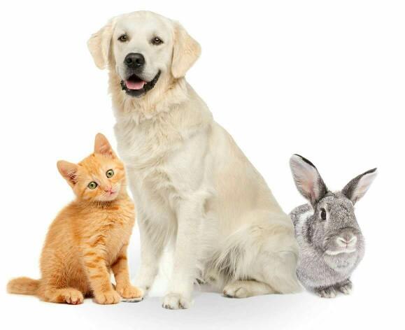 Is it natural to have pets?