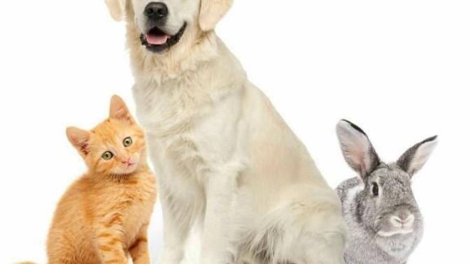 Is it natural to have pets?