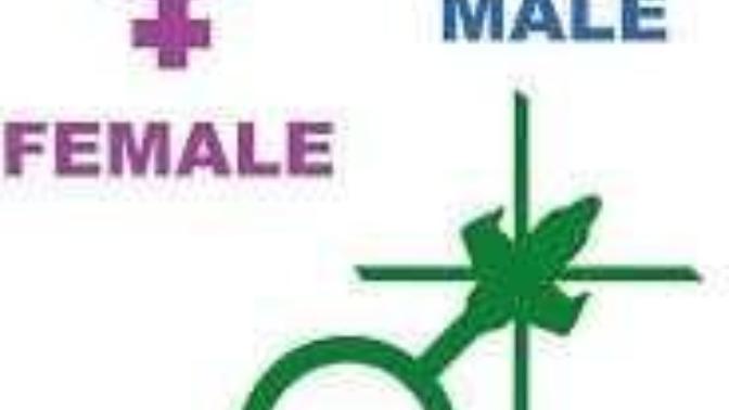 What's your opinion on the gender matter?