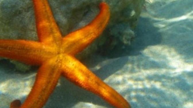 What is your favorite ocean animal?