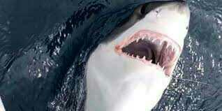 Should we change the name of the 'great white shark' to 'the white privileged shark'?