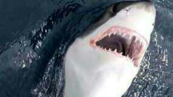 Should we change the name of the 'great white shark' to 'the white privileged shark'?