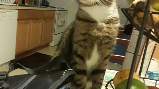 Guess my cat's name and breed?