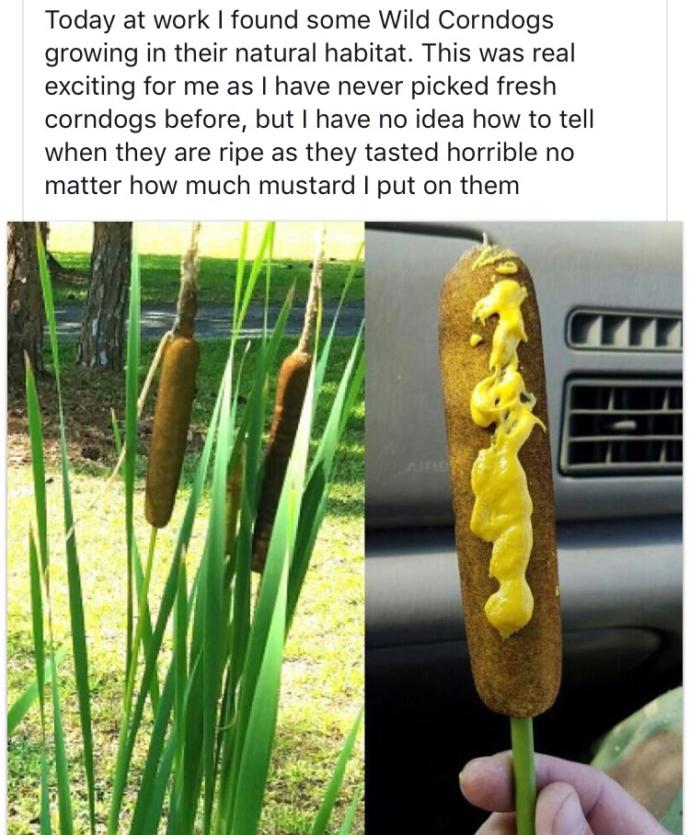 Have you ever eaten a wild corndog?