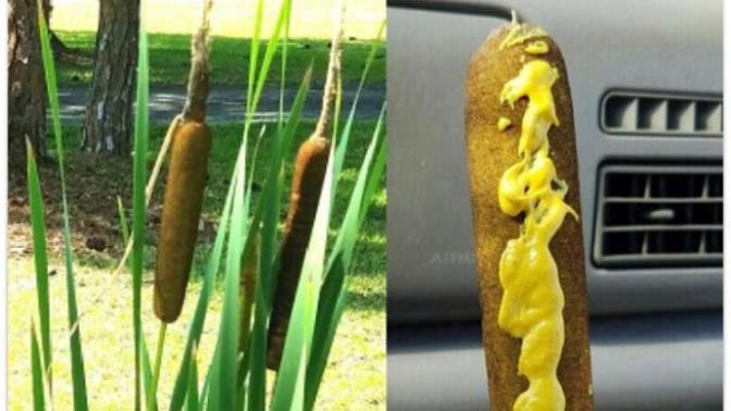 Have you ever eaten a wild corndog?