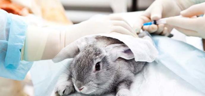 Should experiment done on animals for scientific purposes be allowed?