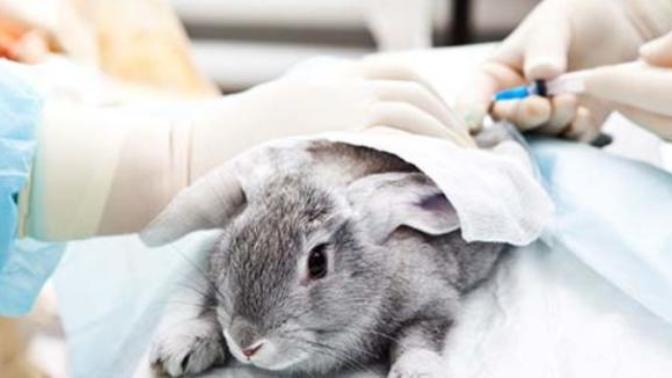 Should experiment done on animals for scientific purposes be allowed?
