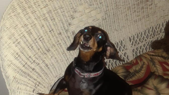 Tell me about your pets?