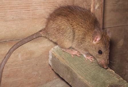 How do you feel about G@G's resident Rats In The Attic?
