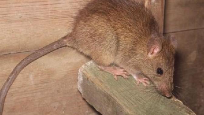 How do you feel about G@G's resident Rats In The Attic?