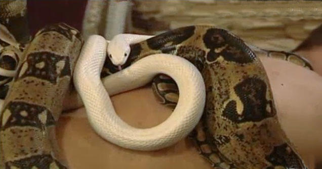 Would You Rather Go To A Snake Spa Or A Dog Spa (if you had to. WHY)?