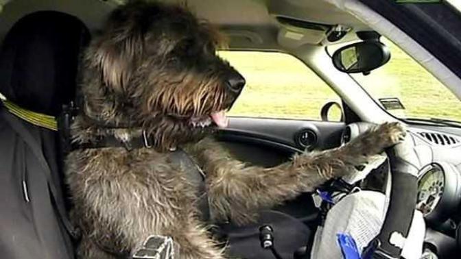 What is worse seeing your favorite pet die in a car crash , seeing loved ones fall down the stairs or loose all your belongings?