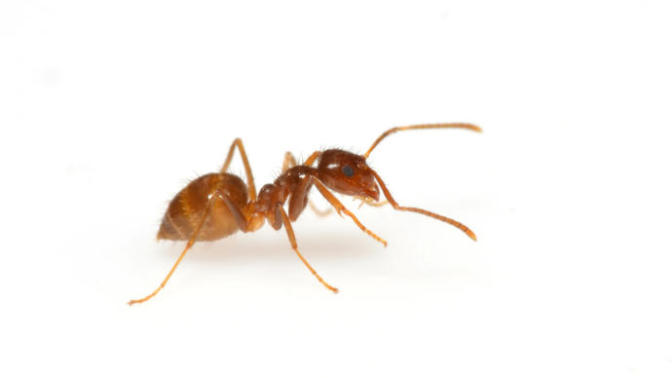 Do you like ants?