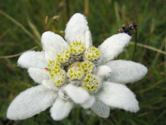 The Edelweiss.