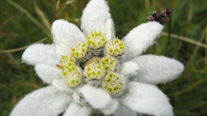 Which song about the Edelweiss flower sounds better?