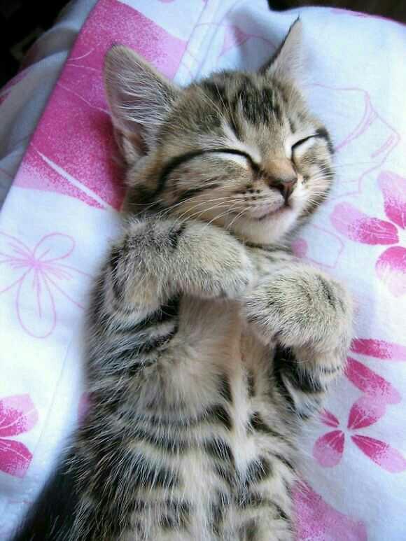 Why do I love sleeping so much?