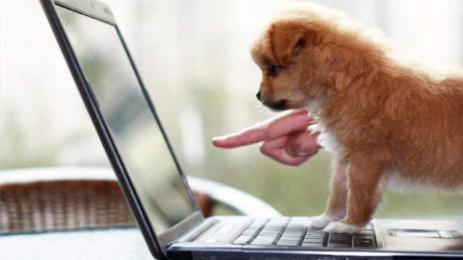 What's your view on people who create an instagram/FB account for their pet?