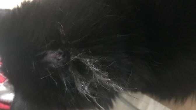 What’s wrong with my cat?