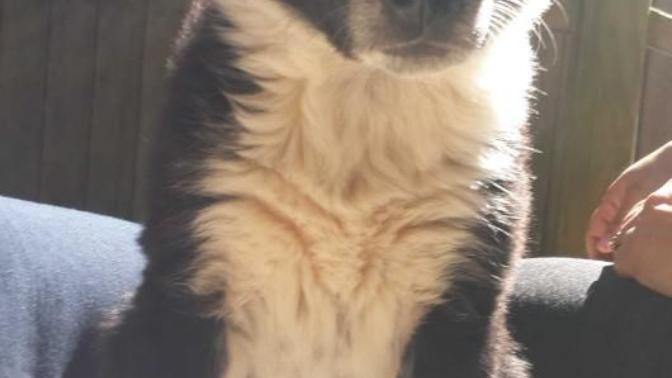 What is the cutest picture of your pet/ pets?