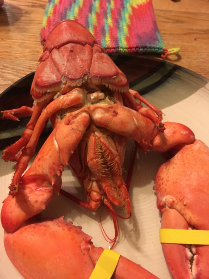 How jelly are you of this lobster?