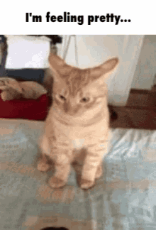 Is This America's Next Top Model ?