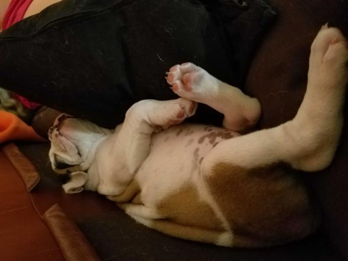 This is my new puppy gamora?
