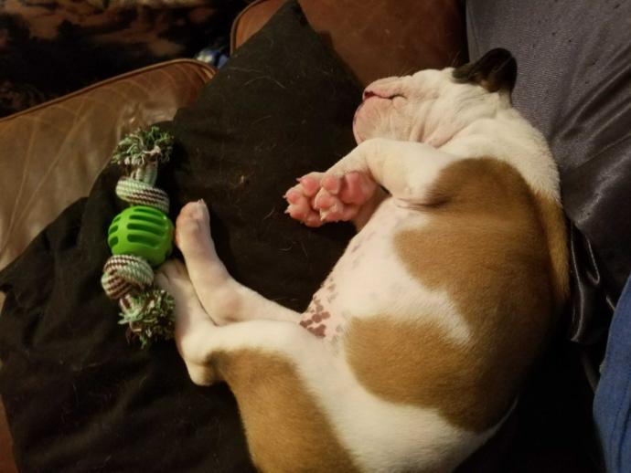 This is my new puppy gamora?