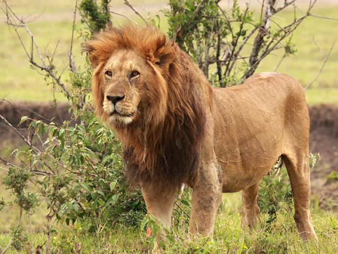 What is your spirit animal and why?