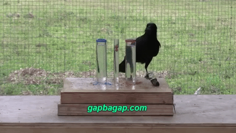 What is your spirit animal and why?